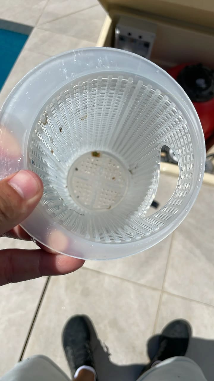 After: Skimmer basket cleaned and clear