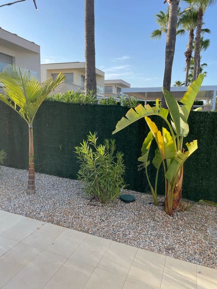 Large plant trimmed, new palm planted