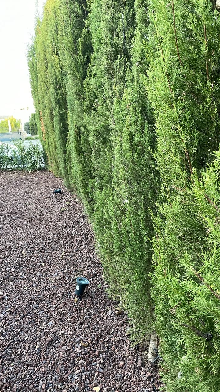 After: Hedges trimmed along gravel area