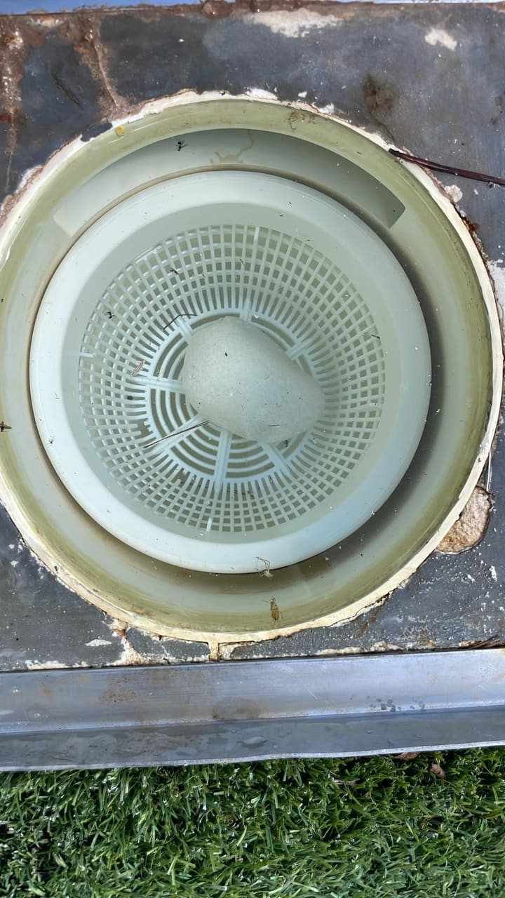 After: Skimmer basket cleaned and clear