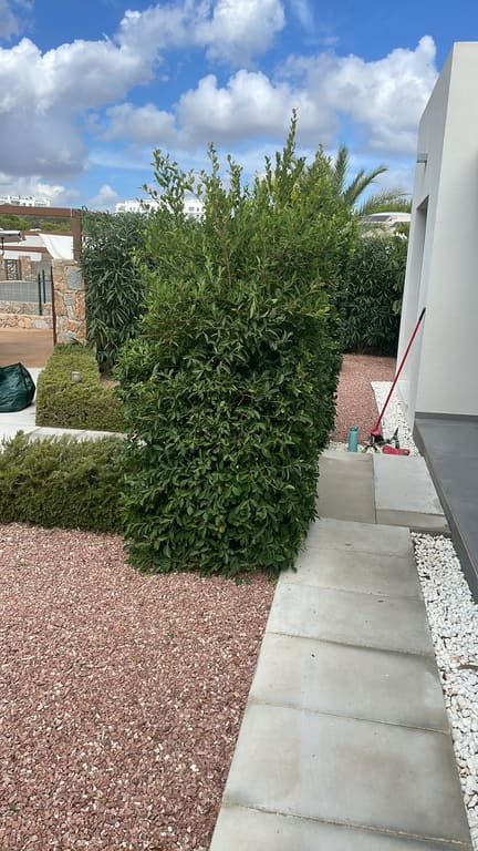 Bush trimmed and tidy next to building