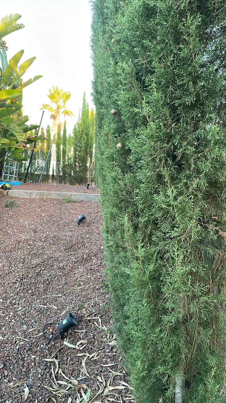 After: Hedges trimmed and tidy