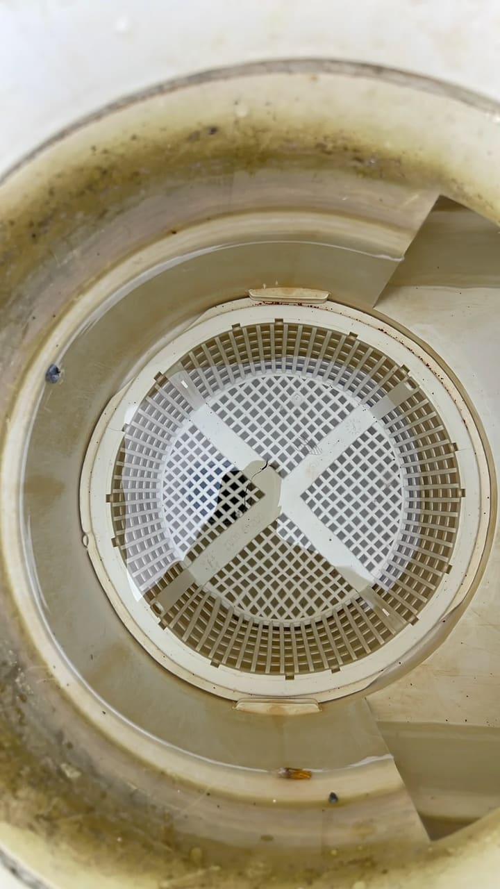 After: Skimmer basket cleaned and clear