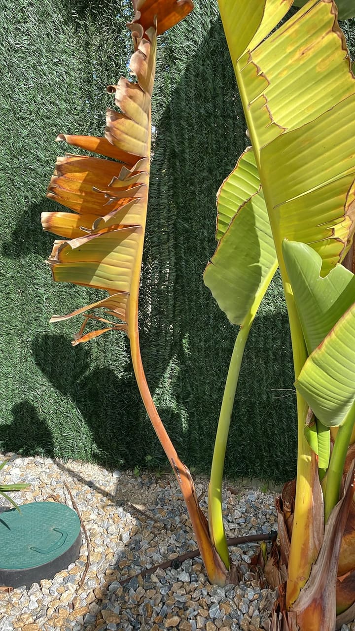 Before: Banana plant with dried leaves