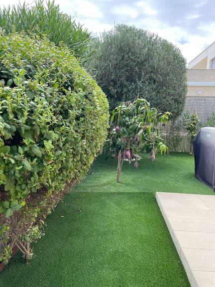 Hedge trimmed and shaped
