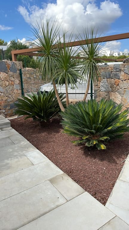 Palm plants trimmed and garden tidied