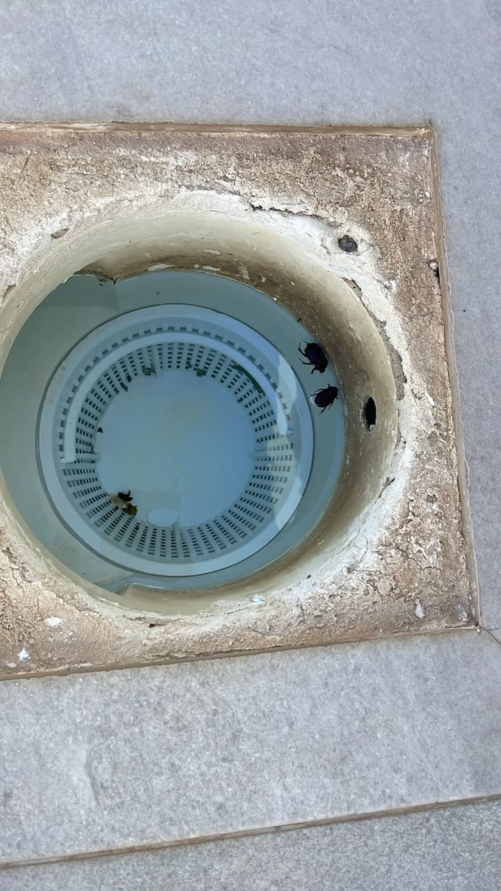 Before: Skimmer basket clogged with insects, debris