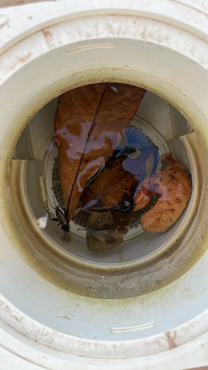 Before: Skimmer basket clogged with leaves