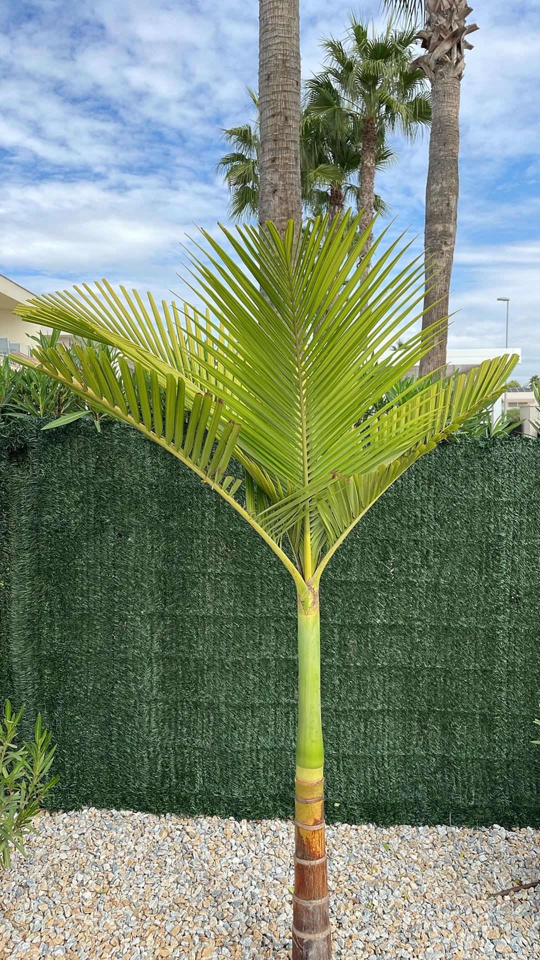 Palm tree fronds trimmed
