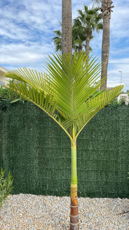 Palm tree fronds trimmed