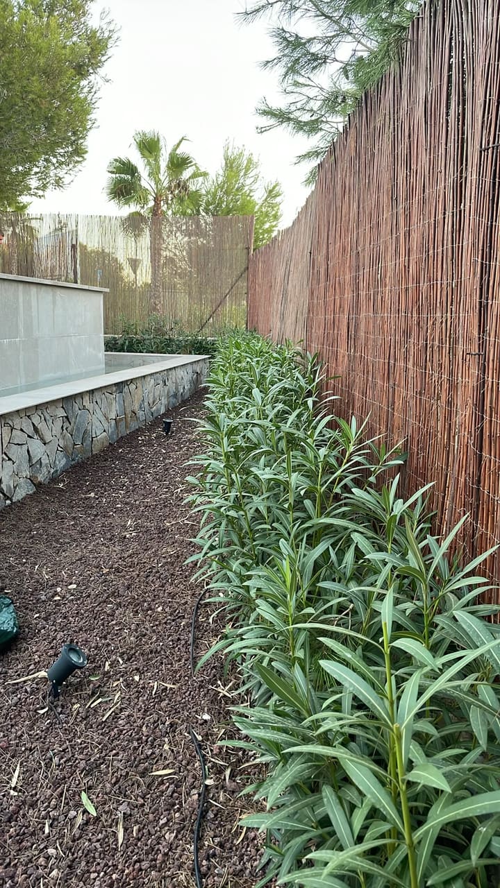After: Plants trimmed and tidy