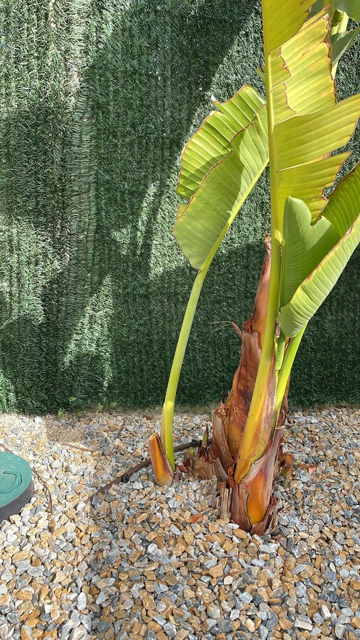 After: Dried leaves removed from banana plant