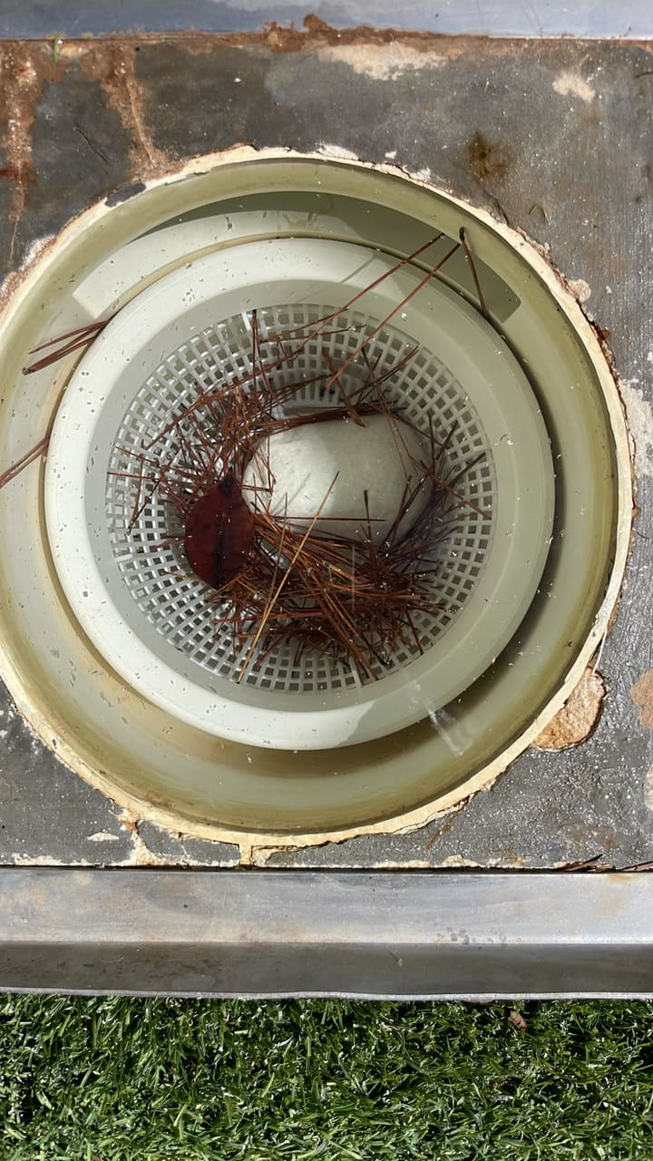 Before: Skimmer basket clogged with pine needles