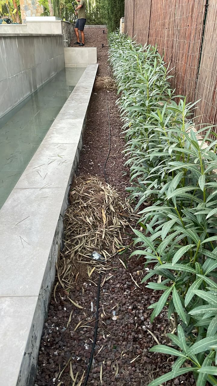 After: Trimmed plant debris collected