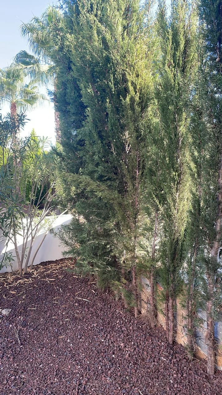 Before: Hedges overgrown along white wall