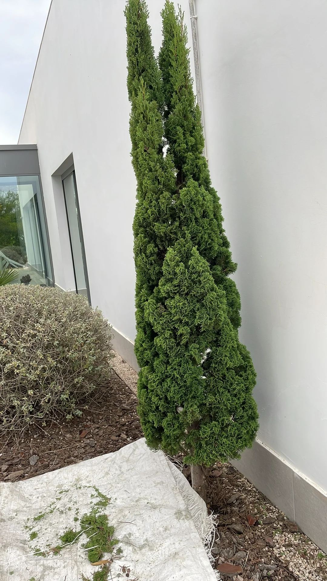 Tall evergreen shrub trimmed and tidy