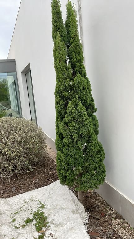 Tall evergreen shrub trimmed and tidy