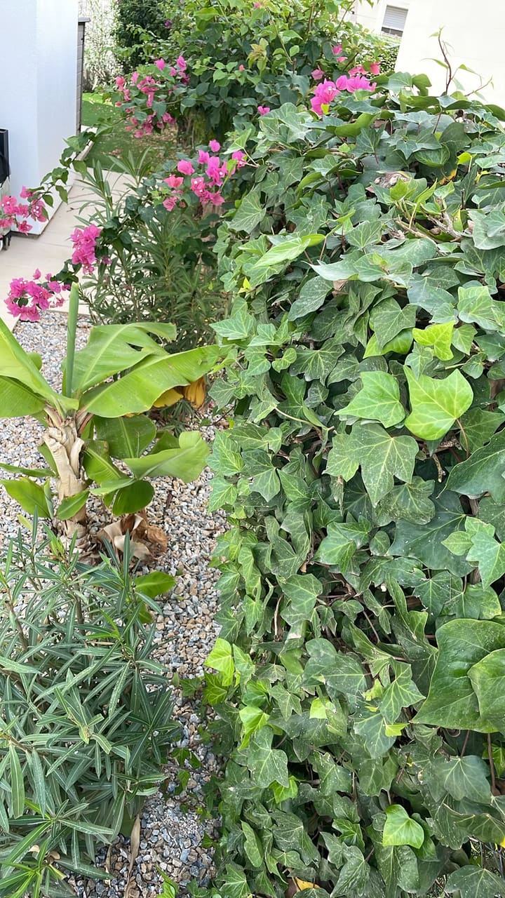 After: Ivy and plants trimmed and tidy