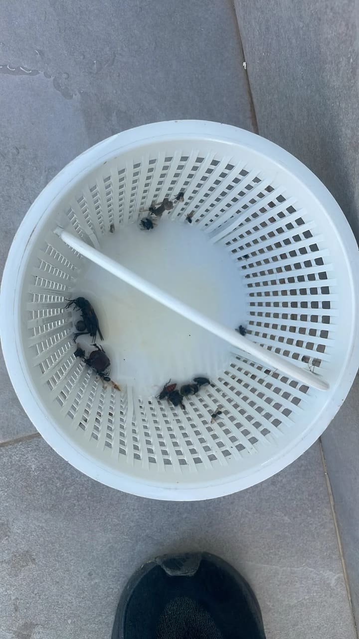 Before: Skimmer basket removed, full of insects