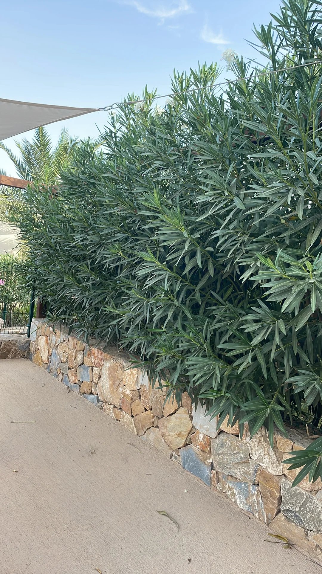 Hedges overgrown along stone wall