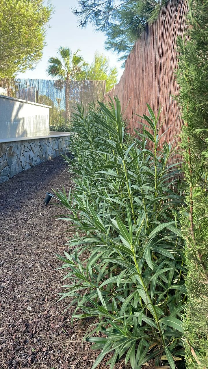 Before: Plants overgrown along stone wall