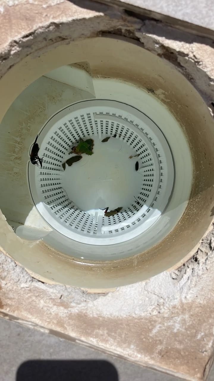 Before: Skimmer basket contained leaves and debris