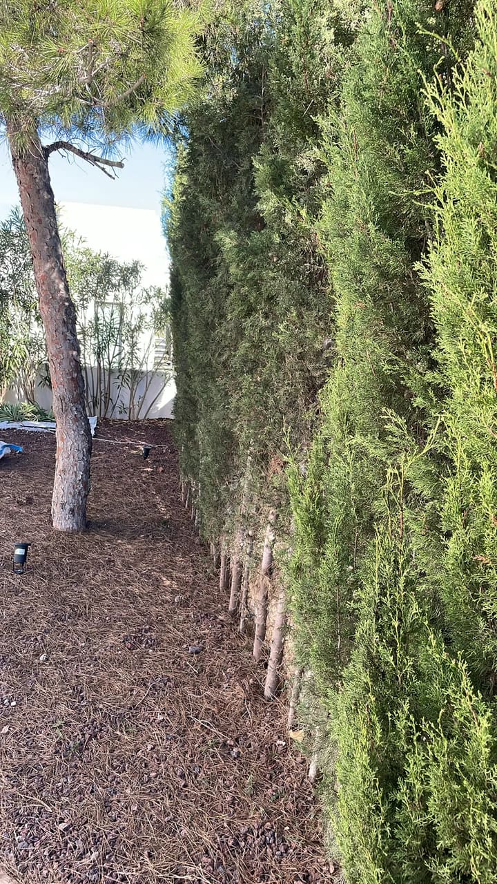 After: Hedges trimmed and tidy