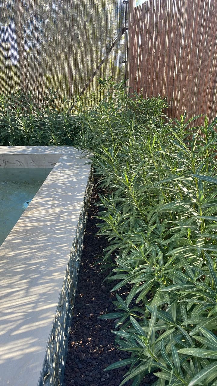 Before: Plants overgrown near water feature