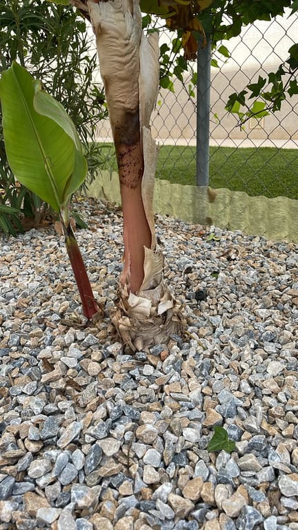 Banana plant shoots removed