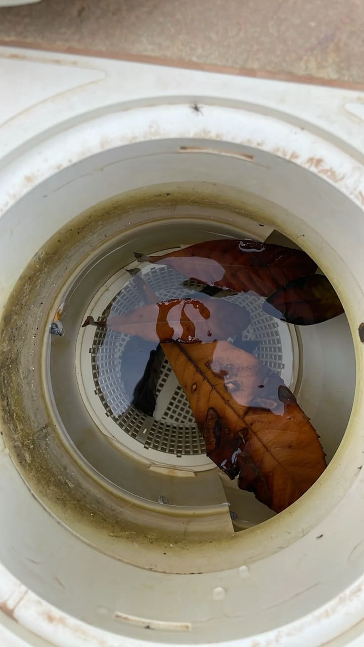 Before: Skimmer basket clogged with leaves