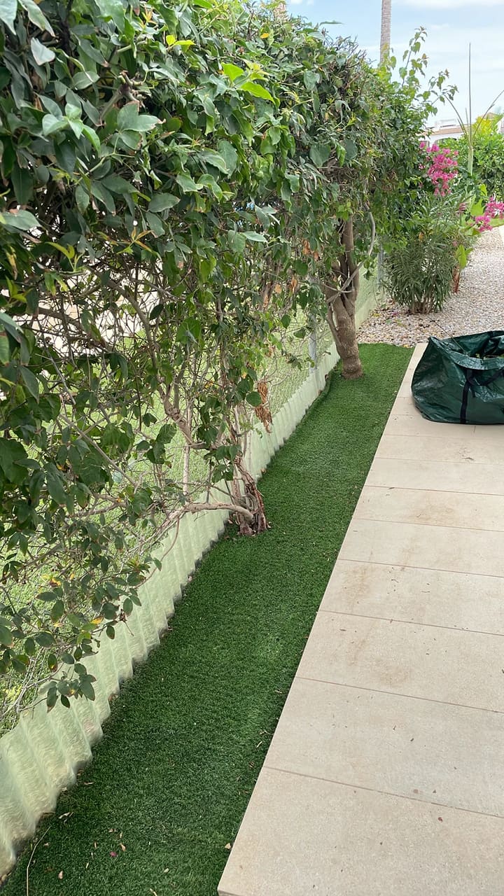 After: Bougainvillea hedge trimmed and tidy