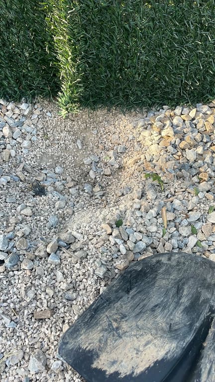 Gravel area cleared of vine plant