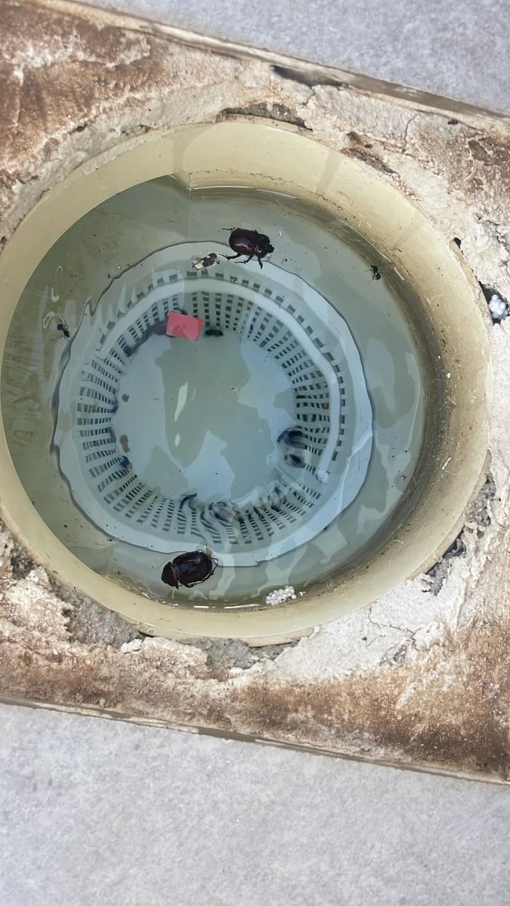 Before: Skimmer basket clogged with insects