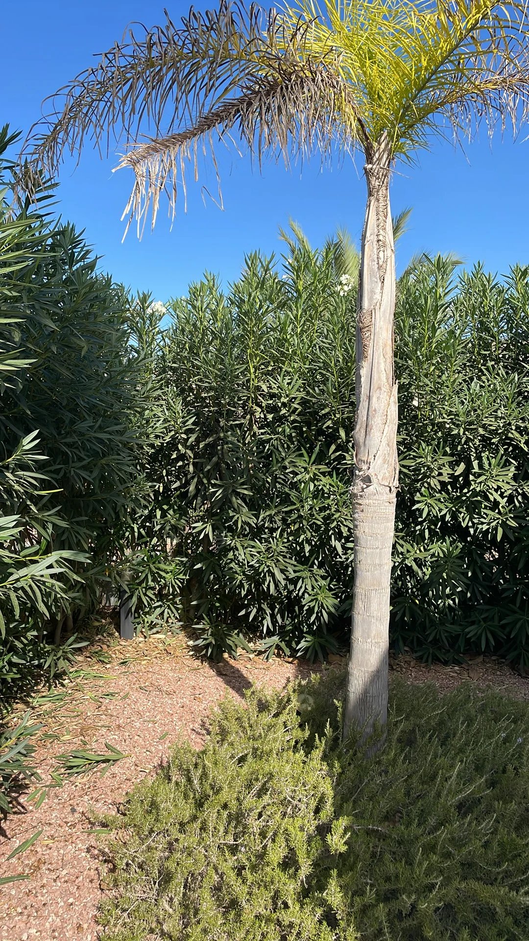 Palm tree fronds dry and untrimmed