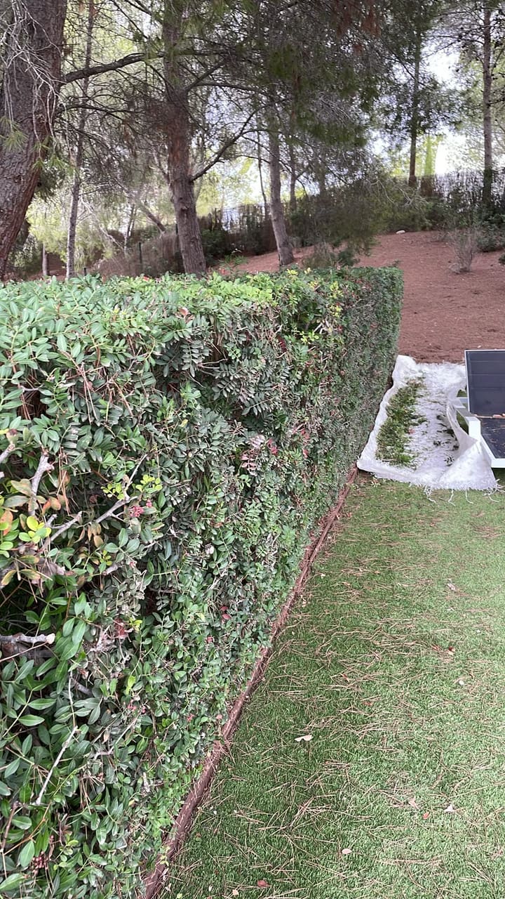 After: Hedge trimmed, trimmings collected
