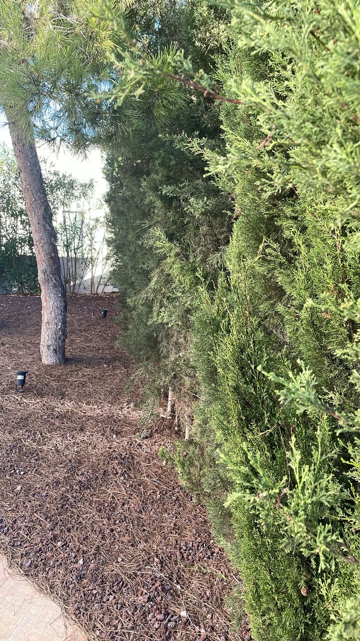 Before: Hedges overgrown along property line