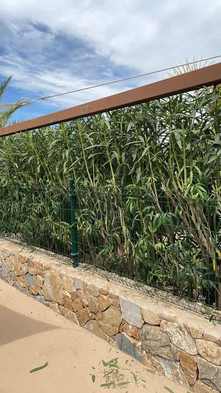 Hedges trimmed behind fence and wall