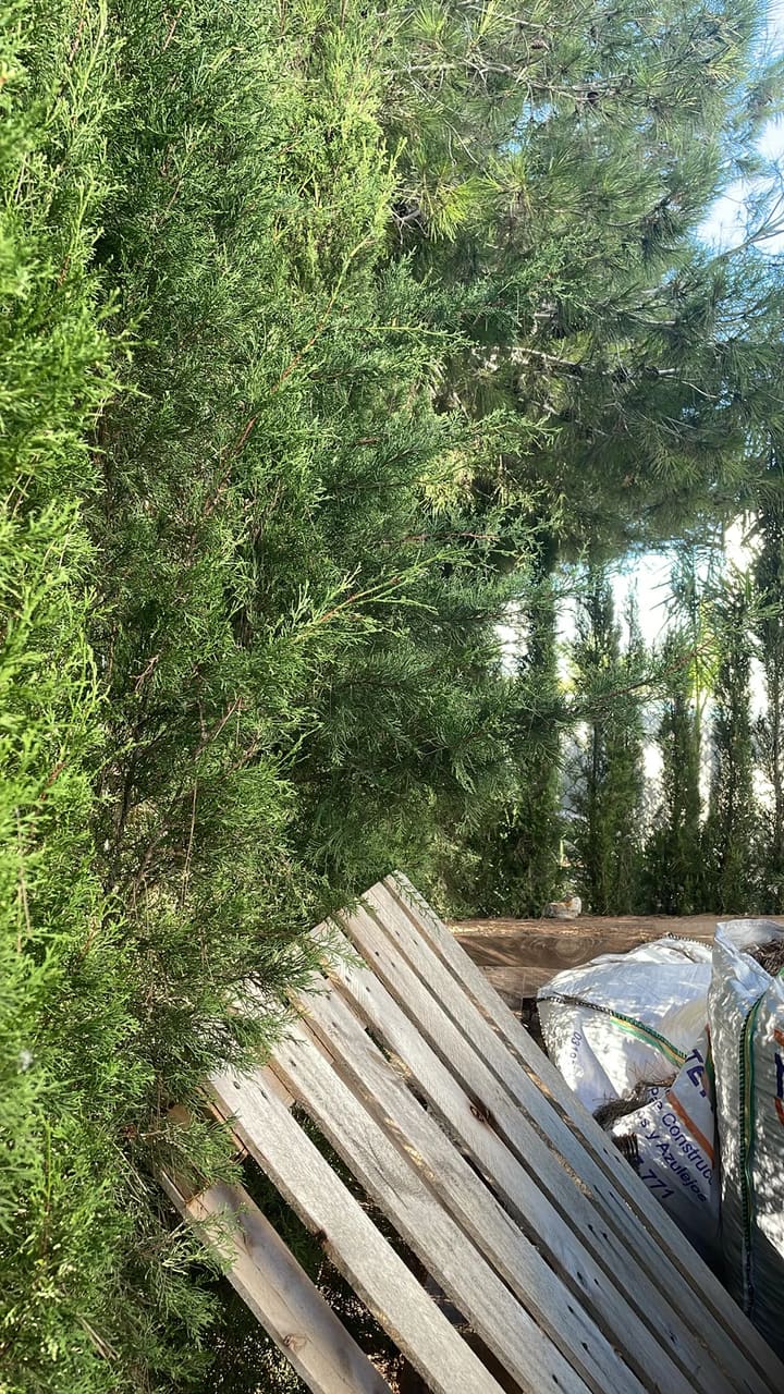 Before: Hedges overgrown along wooden fence