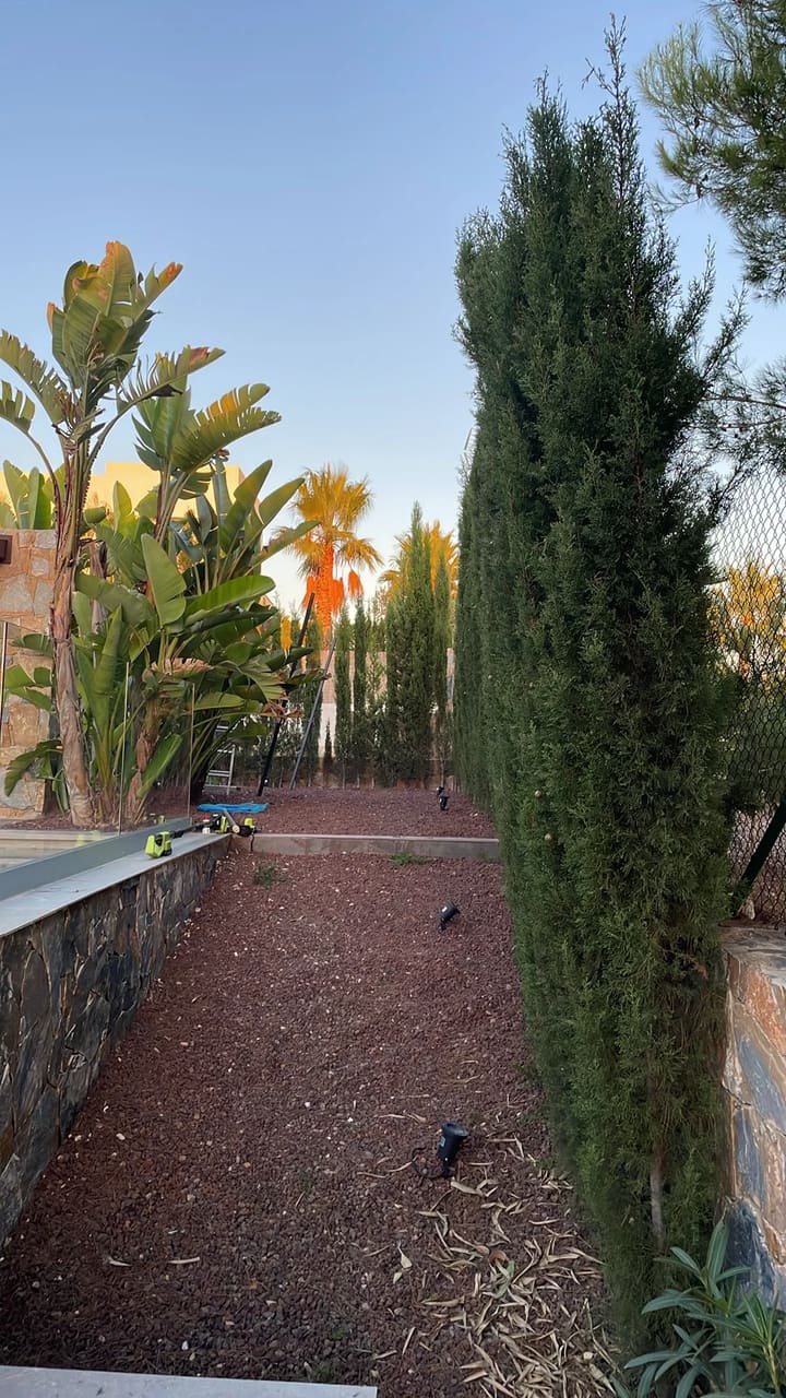 After: Tall hedge trimmed next to wall