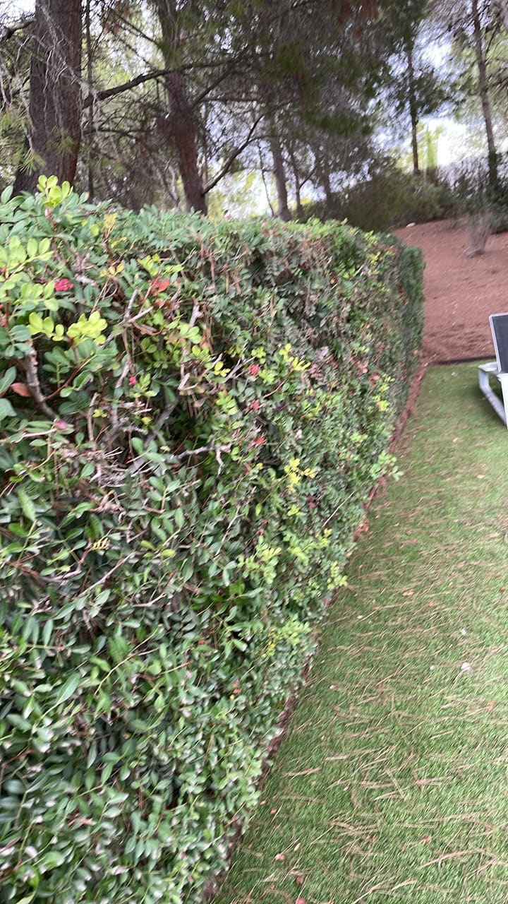 Before: Hedge overgrown and uneven