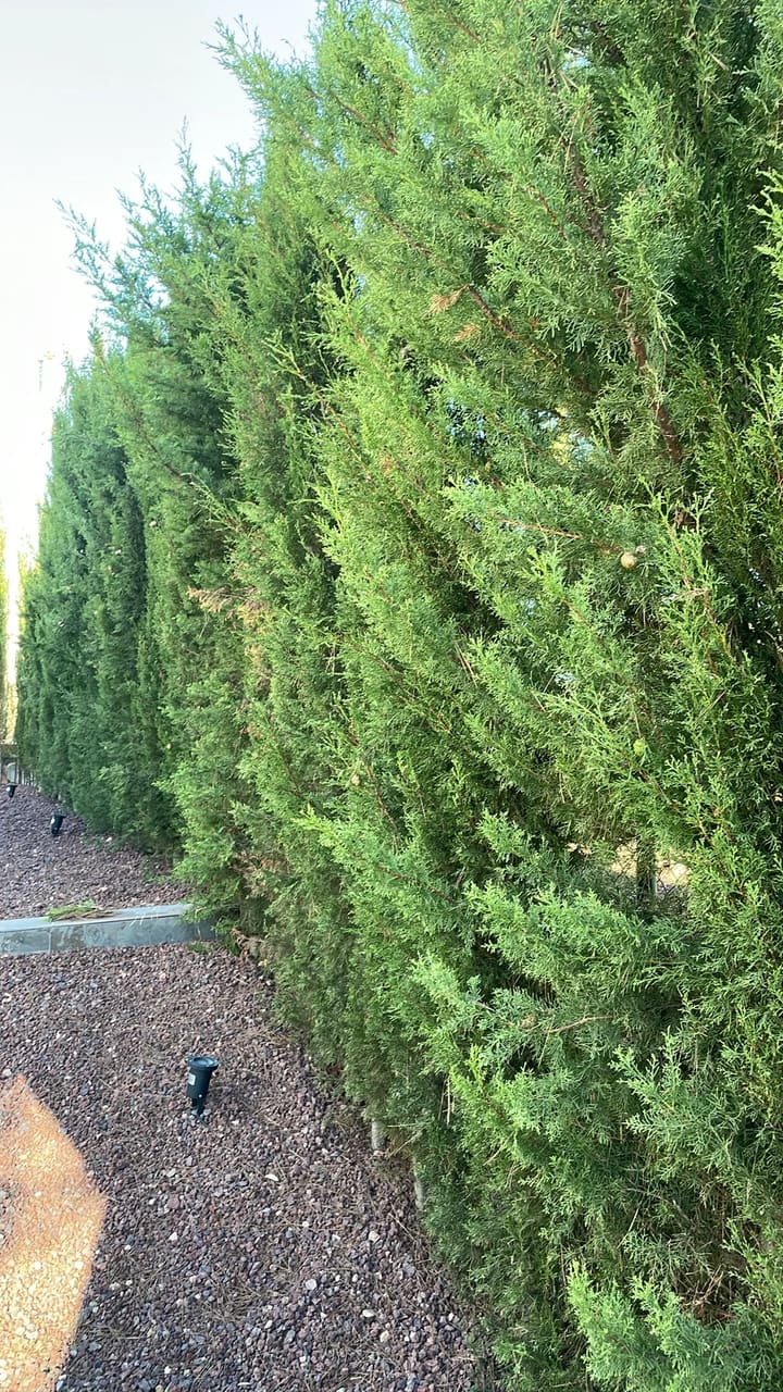 Before: Hedges overgrown along property line