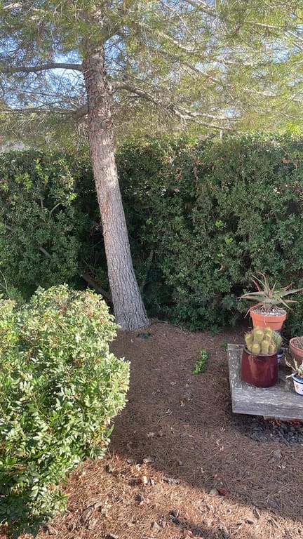 Hedges trimmed and tidy