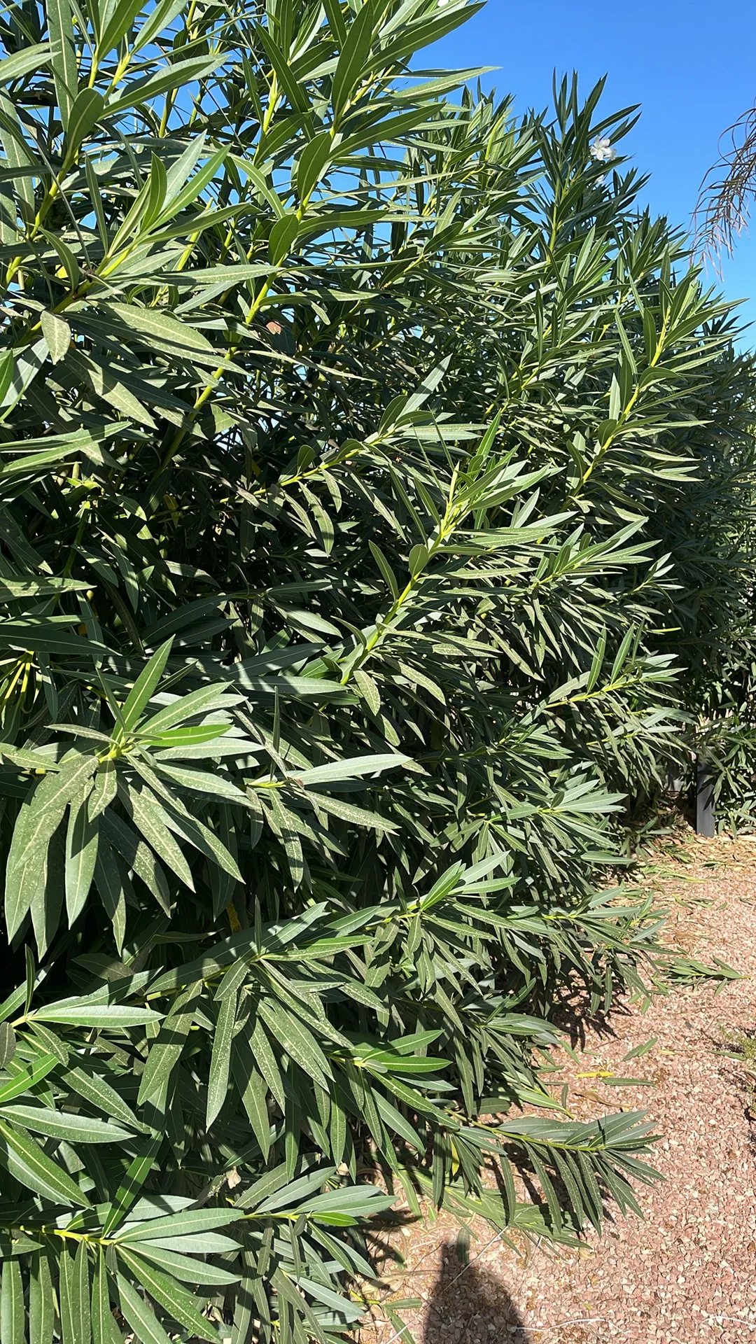 Hedge foliage dense and untrimmed