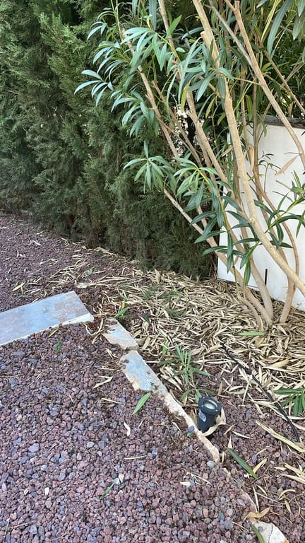 Oleander shrub trimmed back from path