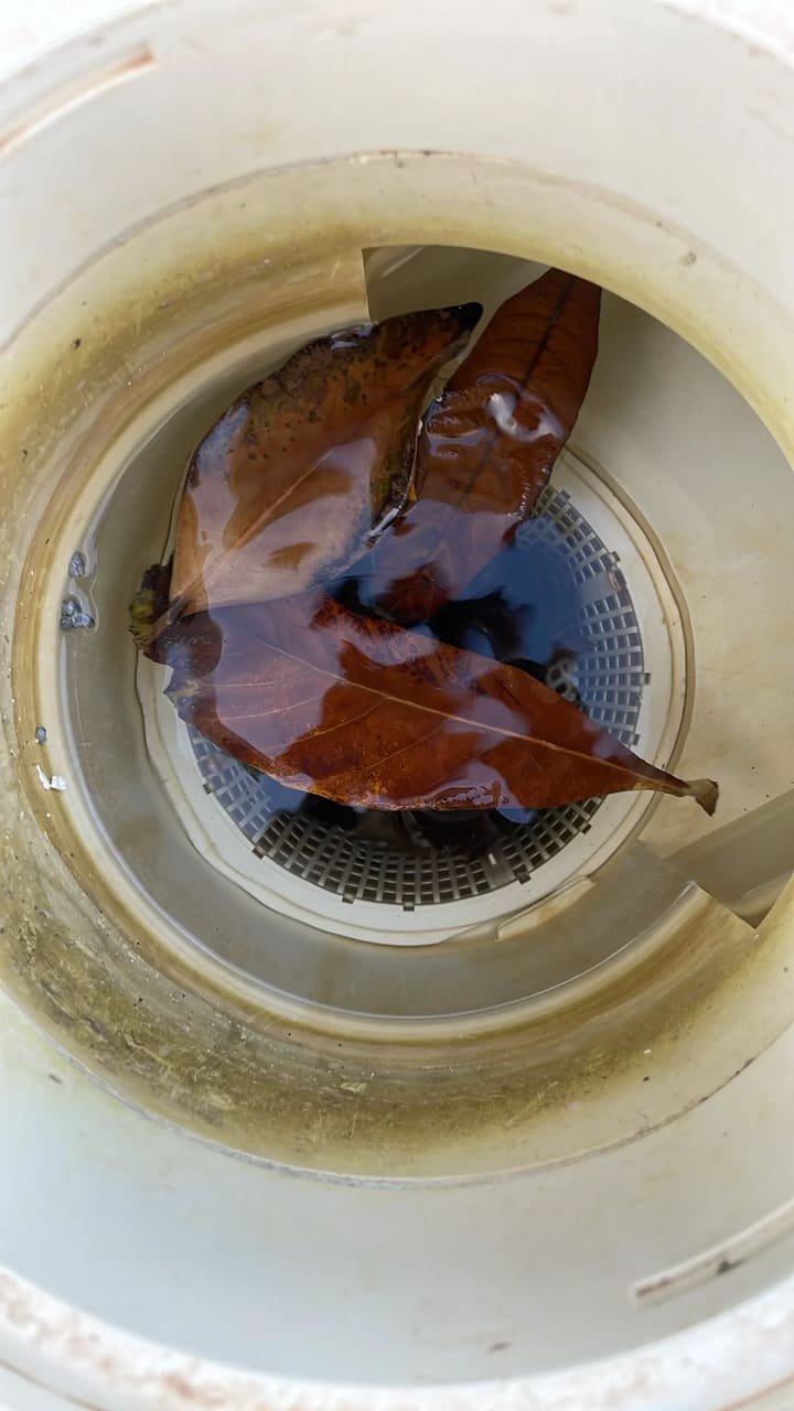 Before: Skimmer basket clogged with leaves