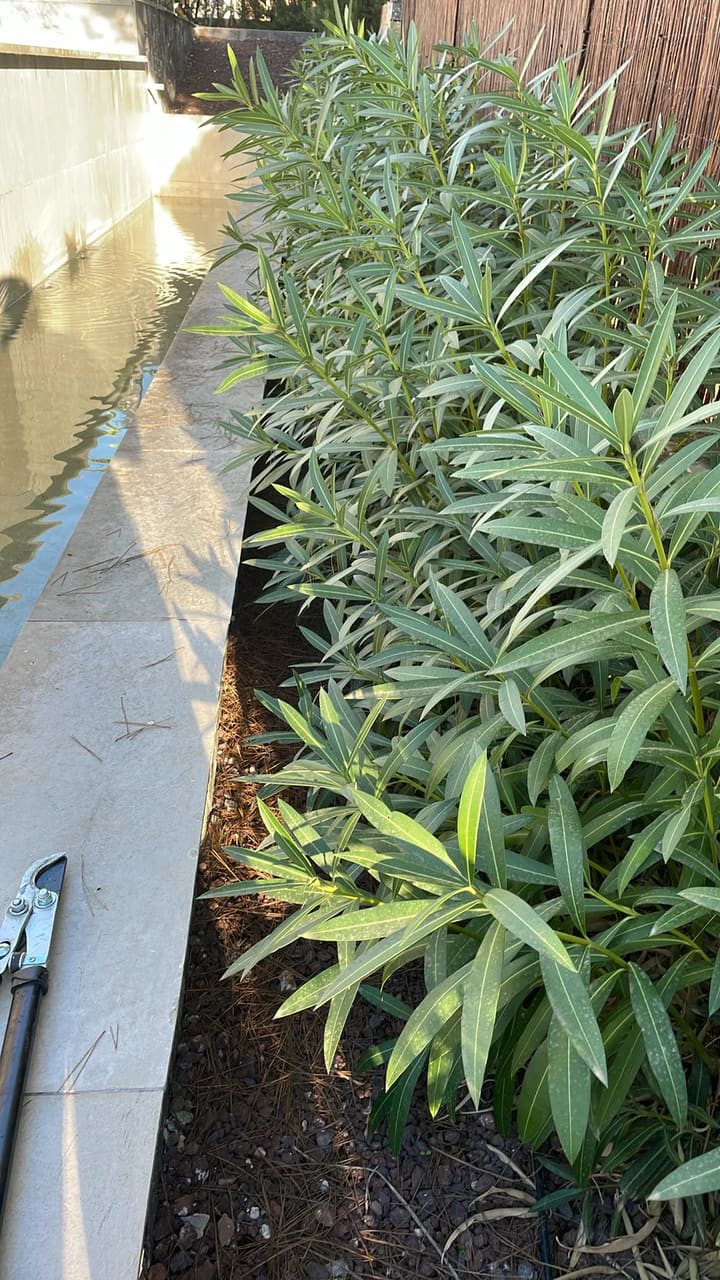 Before: Plants overgrown along water feature