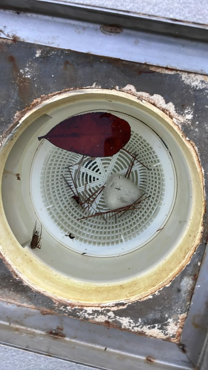 Before: Skimmer basket clogged with leaves and debris