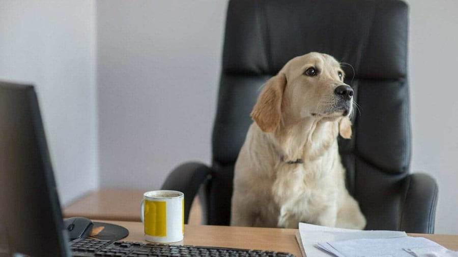 The Business Benefits of Becoming a Dog-Friendly Office