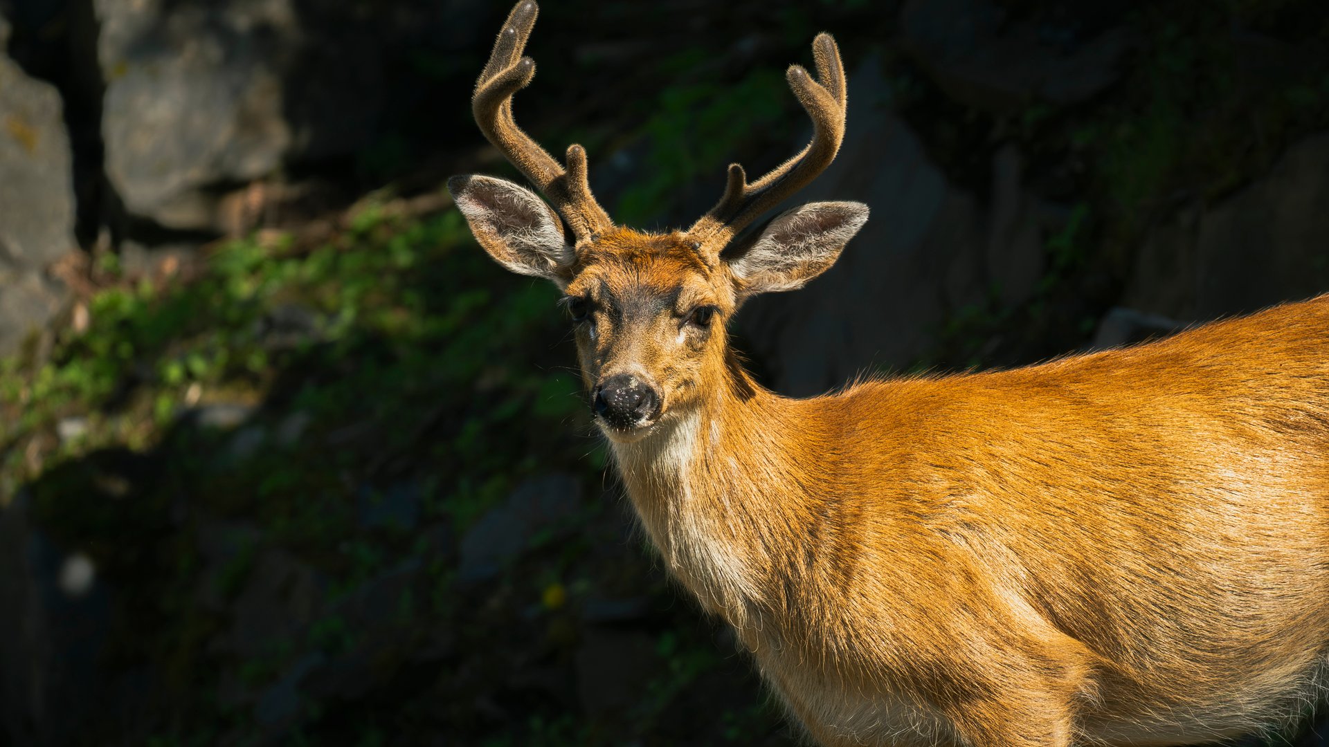 Young buck with velvet antlers in golden light — photography by Spencer Petticrew