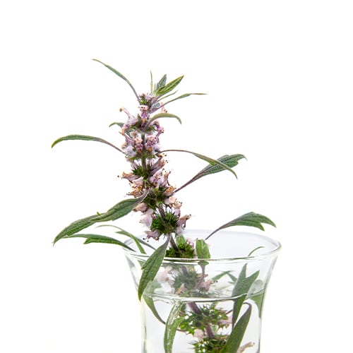 Motherwort